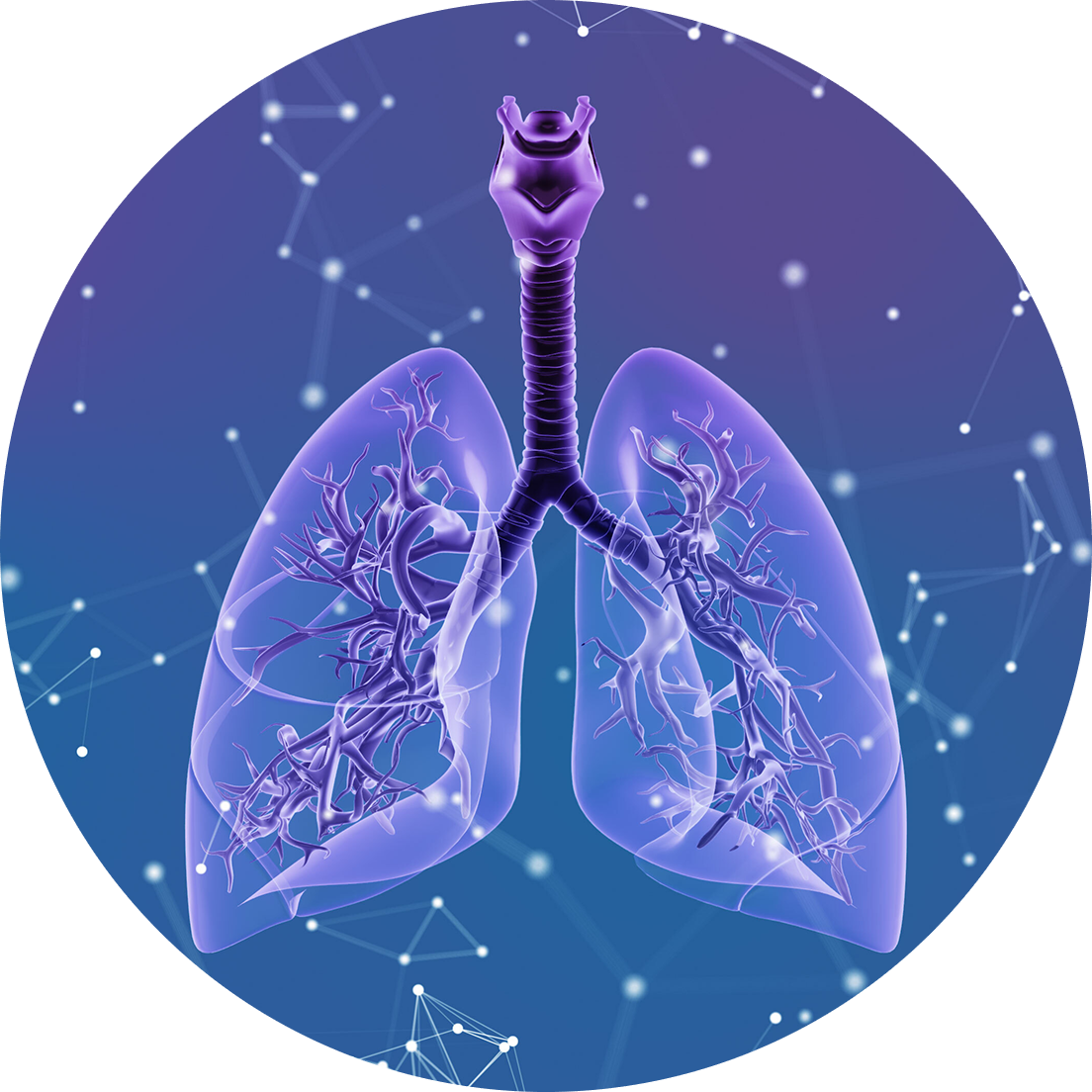 Lungs