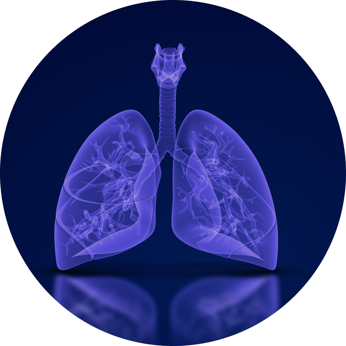 lungs